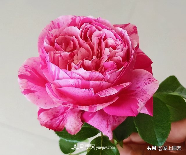 藤月盤(pán)扎時(shí)經(jīng)常扎的手疼，推薦無(wú)刺的藤本月季品種(圖1)