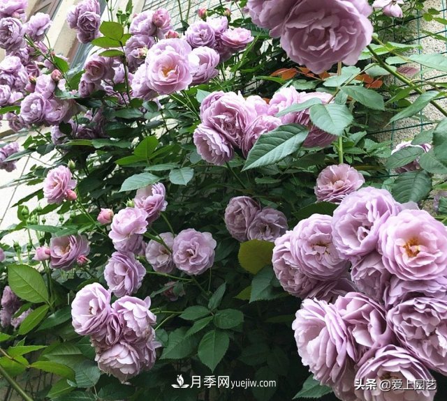 藤月盤(pán)扎時(shí)經(jīng)常扎的手疼，推薦無(wú)刺的藤本月季品種(圖5)