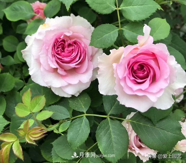 藤月盤(pán)扎時(shí)經(jīng)常扎的手疼，推薦無(wú)刺的藤本月季品種(圖4)