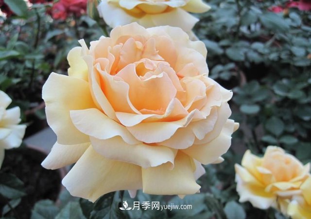 月季常見的病蟲害問題！月季這么養(yǎng)，芬芳留給你(圖3)