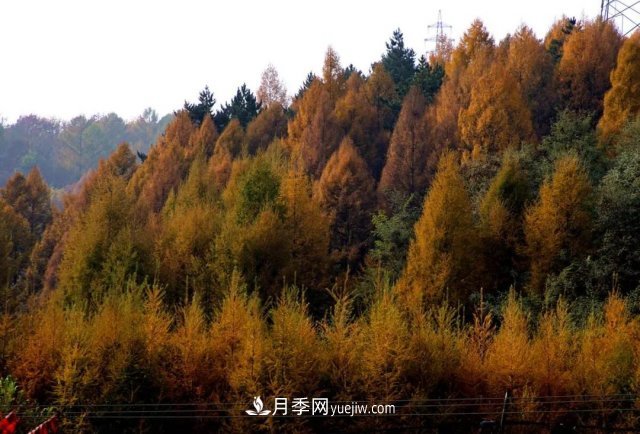 十九屆五中全會(huì)順利召開(kāi)，這些樹(shù)種大有前景(圖1)