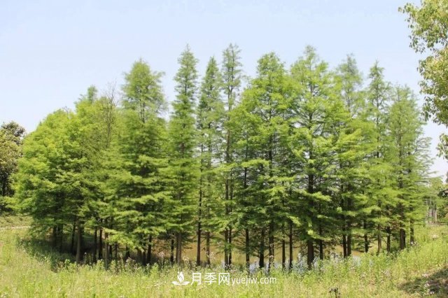 十九屆五中全會(huì)順利召開(kāi)，這些樹(shù)種大有前景(圖3)
