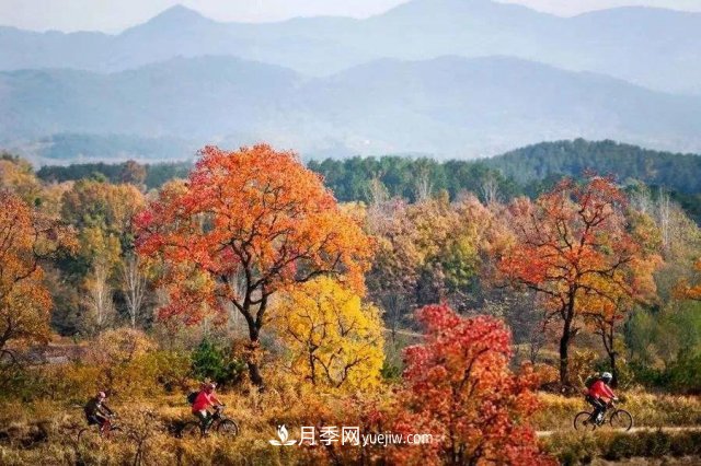 十九屆五中全會(huì)順利召開(kāi)，這些樹(shù)種大有前景(圖2)