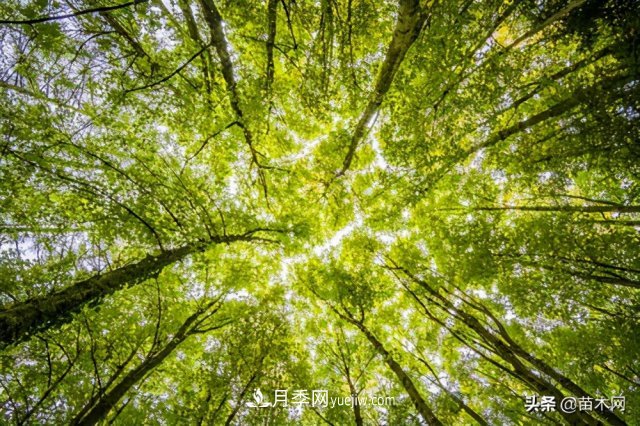 注意，苗木休眠期不僅只有冬天(圖2)
