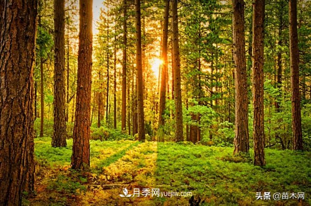 注意，苗木休眠期不僅只有冬天(圖3)