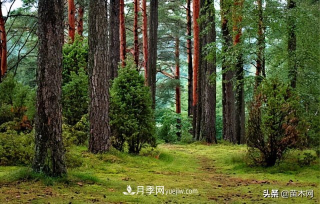 注意，苗木休眠期不僅只有冬天(圖1)