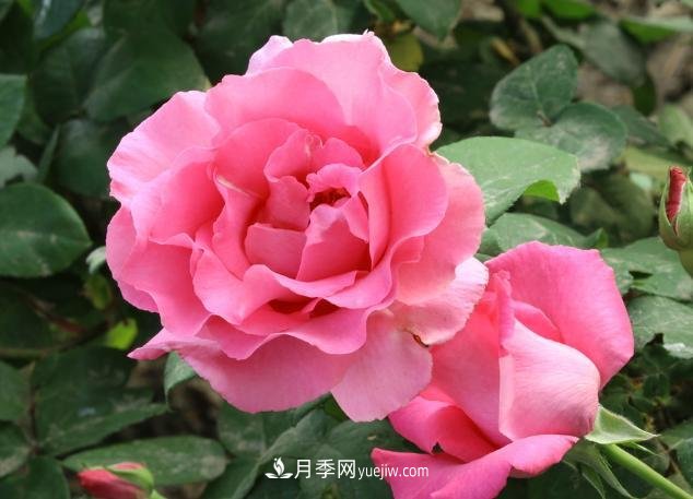 月季花養(yǎng)好了季季開花，花量可喜長得好看，有院子一定養(yǎng)幾株(圖1)