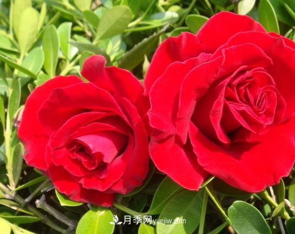 月季花養(yǎng)好了季季開花，花量可喜長得好看，有院子一定養(yǎng)幾株(圖2)