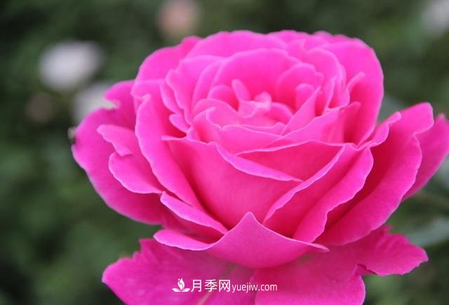 月季花養(yǎng)好了季季開花，花量可喜長得好看，有院子一定養(yǎng)幾株(圖3)