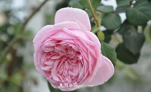 月季花這樣養(yǎng)，記住這些訣竅，開花紅艷艷(圖2)