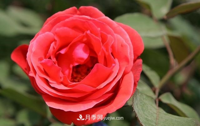 月季花這樣養(yǎng)，記住這些訣竅，開花紅艷艷(圖3)