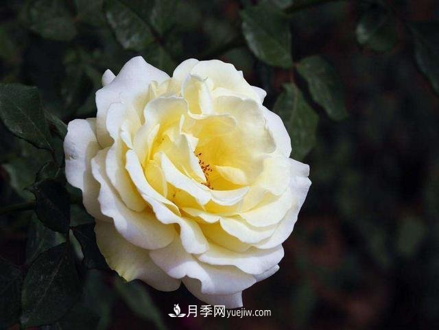 冬天的月季花居然被凍死了，這樣養(yǎng)錯(cuò)不了，家里沒蟲患開花多(圖1)