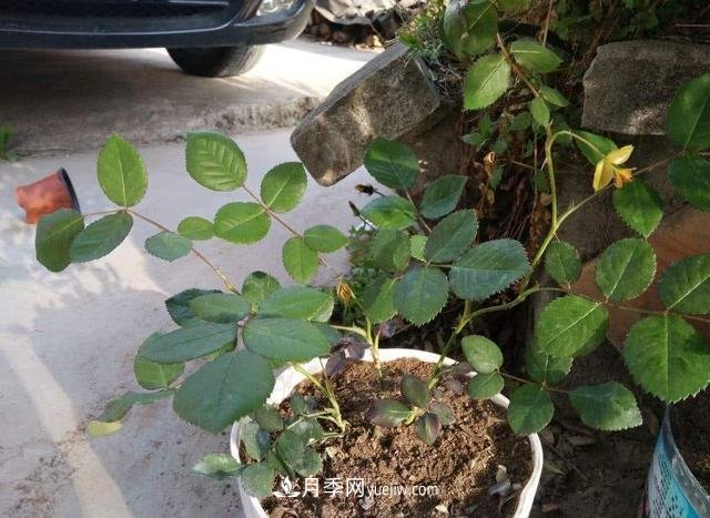 冬天的月季花居然被凍死了，這樣養(yǎng)錯(cuò)不了，家里沒蟲患開花多(圖2)