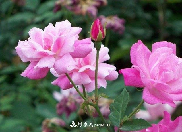 冬天的月季花居然被凍死了，這樣養(yǎng)錯(cuò)不了，家里沒蟲患開花多(圖3)