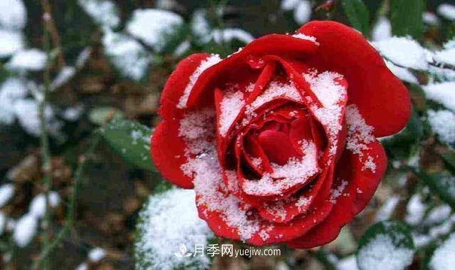 冬季月季為什么要修剪？修剪時應注意幾點？(圖1)