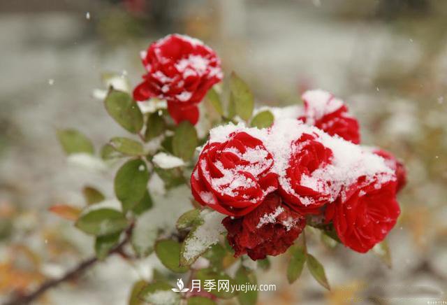 被雪中的月季花所震撼，傲然開放，芳香依舊！(圖1)