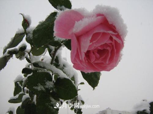 被雪中的月季花所震撼，傲然開放，芳香依舊！(圖3)