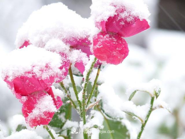 被雪中的月季花所震撼，傲然開放，芳香依舊！(圖2)