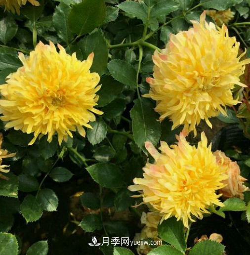 解析月季在什么環(huán)境中長勢好？(圖2)