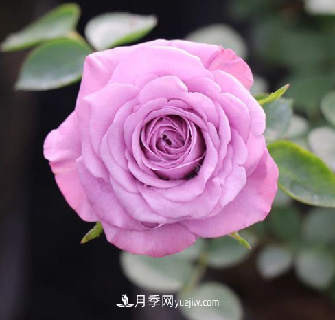 冬季想看花 這三種耐寒月季不能錯(cuò)過(圖3)