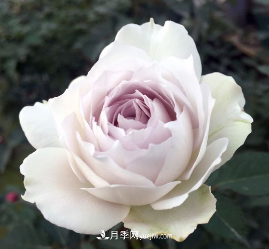 冬季想看花 這三種耐寒月季不能錯(cuò)過(圖2)