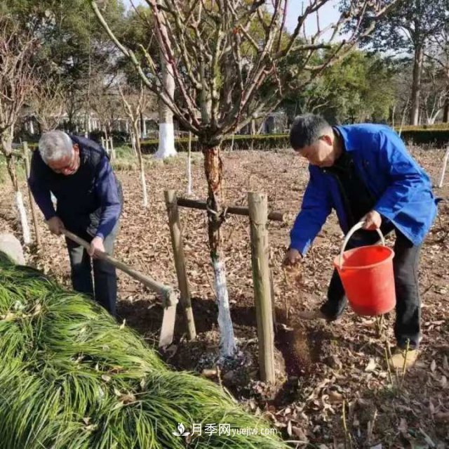 杭州月季“修養(yǎng)身息”，來年春天更加明艷(圖3)