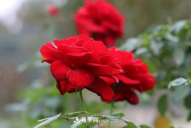 杭州月季“修養(yǎng)身息”，來年春天更加明艷(圖1)