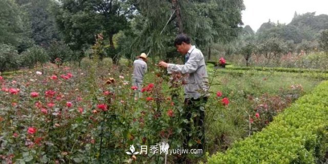 杭州月季“修養(yǎng)身息”，來年春天更加明艷(圖2)