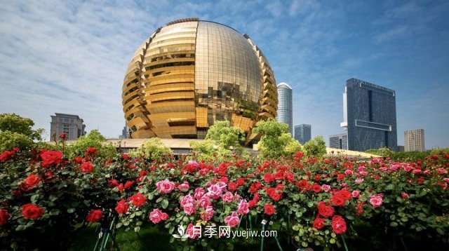 浙江杭州：錢江新城近千株月季盛開陽臺(圖4)