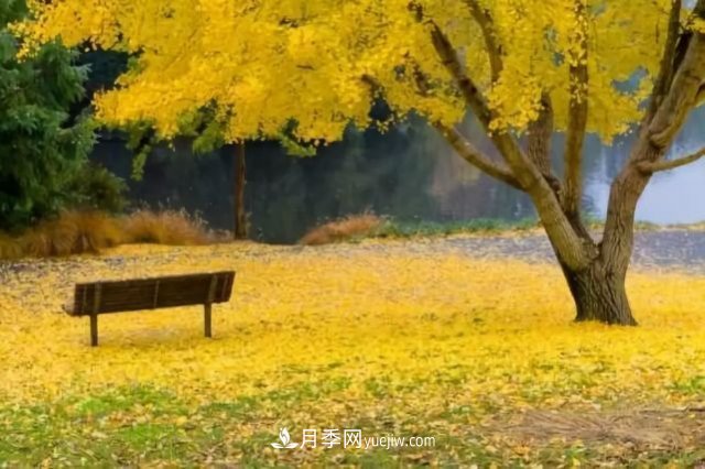 銀杏樹的繁殖方式及病蟲防治(圖1)