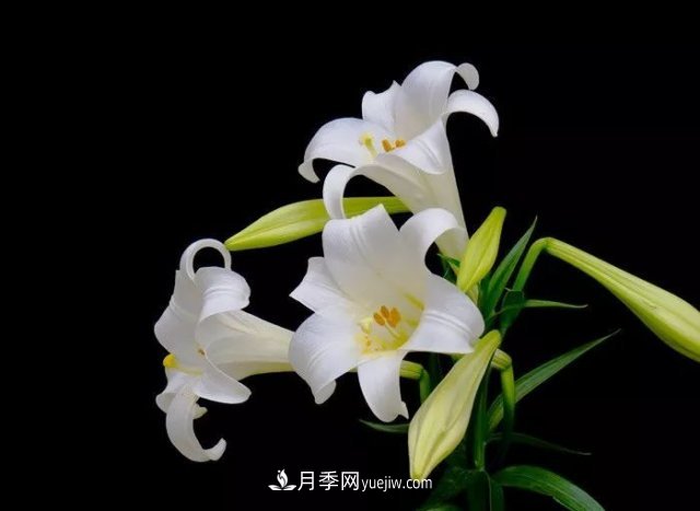 百合花養(yǎng)護方法和注意事項(圖1)