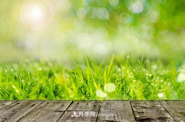 園林綠化工程中花木設(shè)計原則(圖1)