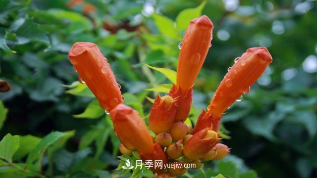 苗木假活的原因及應(yīng)對(duì)方法(圖1)