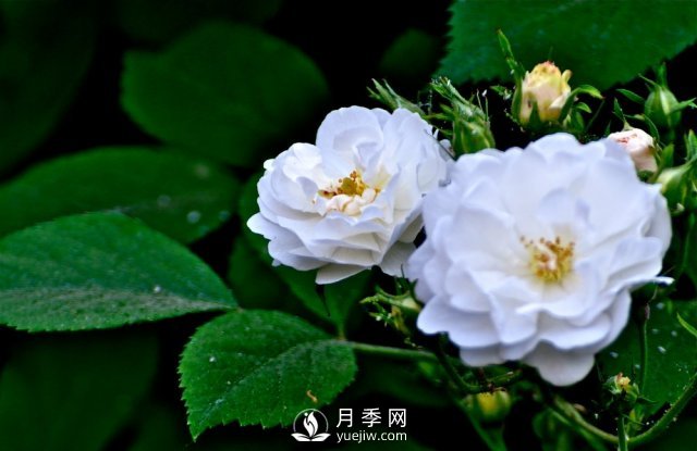 月季、薔薇開花還“結果”，微型月季盆栽放陽臺，1年開花300天(圖5)