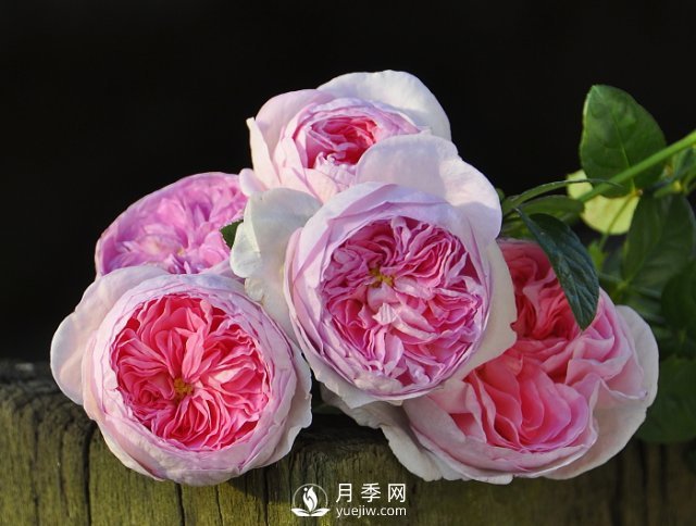 月季、薔薇開花還“結果”，微型月季盆栽放陽臺，1年開花300天(圖1)
