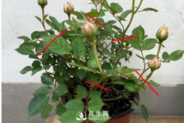 月季、薔薇開花還“結果”，微型月季盆栽放陽臺，1年開花300天(圖2)