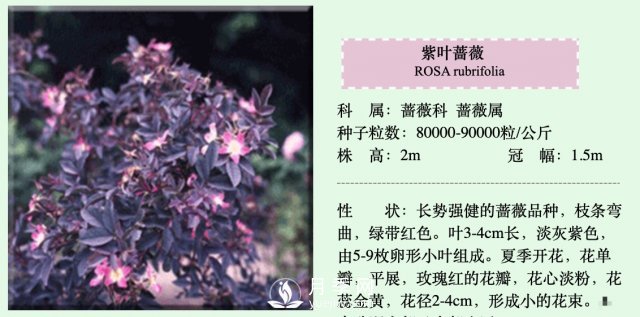 月季、薔薇開花還“結果”，微型月季盆栽放陽臺，1年開花300天(圖4)
