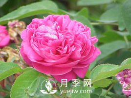 月季、薔薇開花還“結果”，微型月季盆栽放陽臺，1年開花300天(圖3)