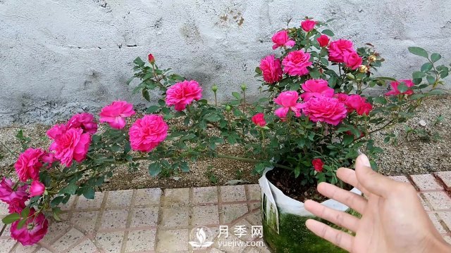 月季、薔薇開花還“結果”，微型月季盆栽放陽臺，1年開花300天(圖7)