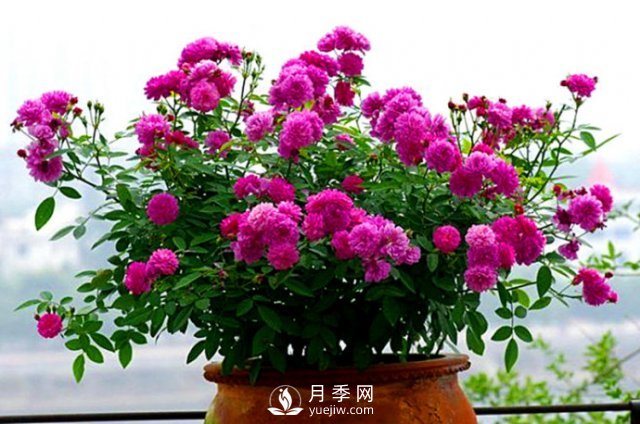 月季、薔薇開花還“結果”，微型月季盆栽放陽臺，1年開花300天(圖6)