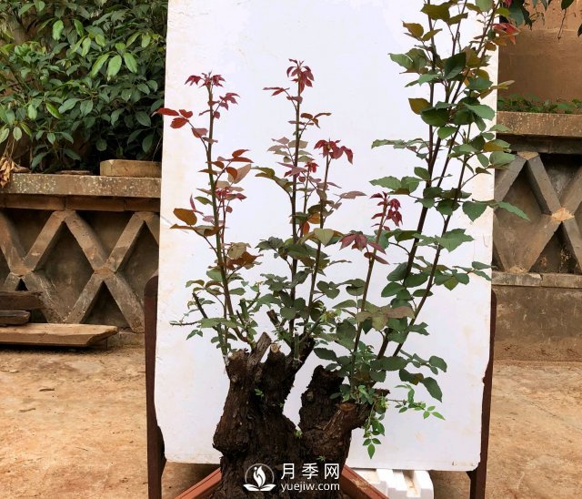 薔薇根嫁接的月季會(huì)長(zhǎng)粗筍嗎？粗筍的位置從哪里長(zhǎng)出來(圖2)