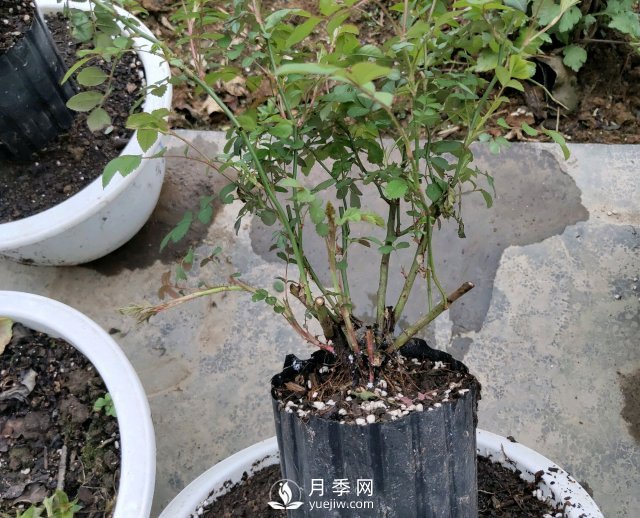 薔薇根嫁接的月季會(huì)長(zhǎng)粗筍嗎？粗筍的位置從哪里長(zhǎng)出來(圖1)
