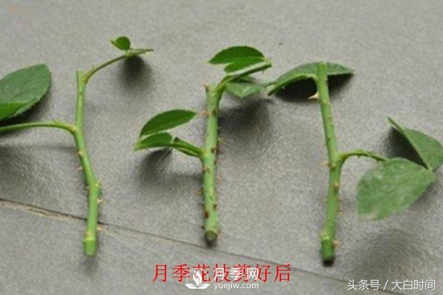 月季花扦插種植就是簡單，明年滿盆開花就靠它了(圖3)