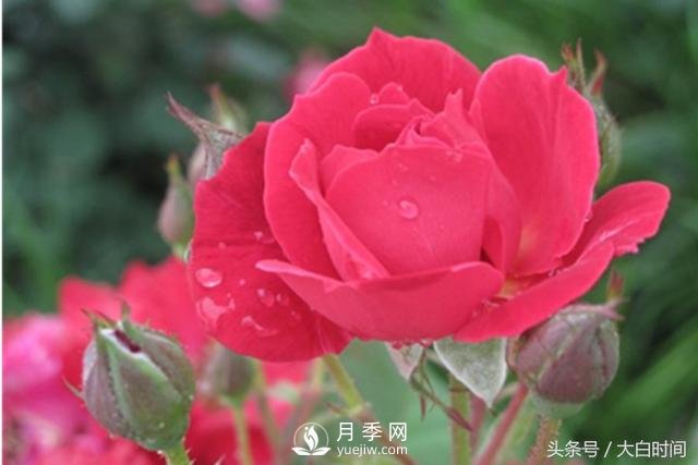 月季花扦插種植就是簡單，明年滿盆開花就靠它了(圖2)