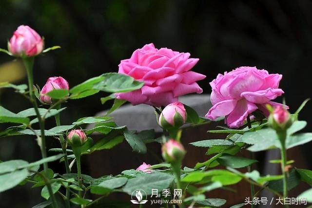 月季花扦插種植就是簡單，明年滿盆開花就靠它了(圖1)