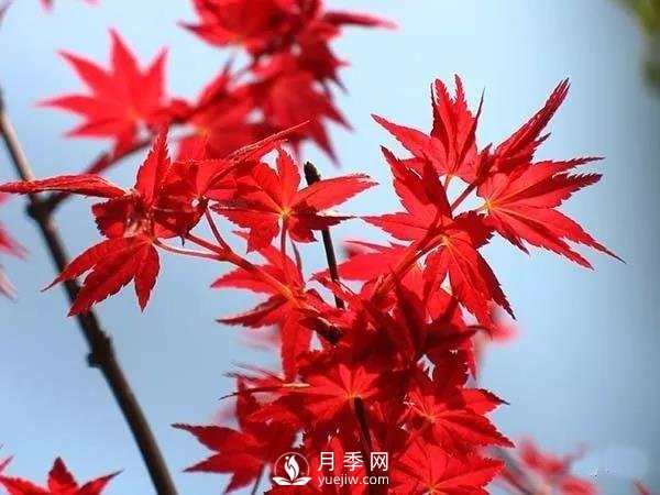 成都園林綠化中景觀樹選擇和知識(shí)(圖1)