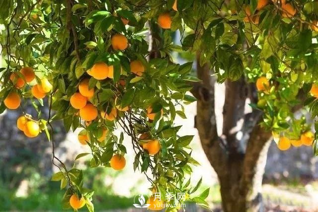 成都園林綠化中景觀樹選擇和知識(shí)(圖2)