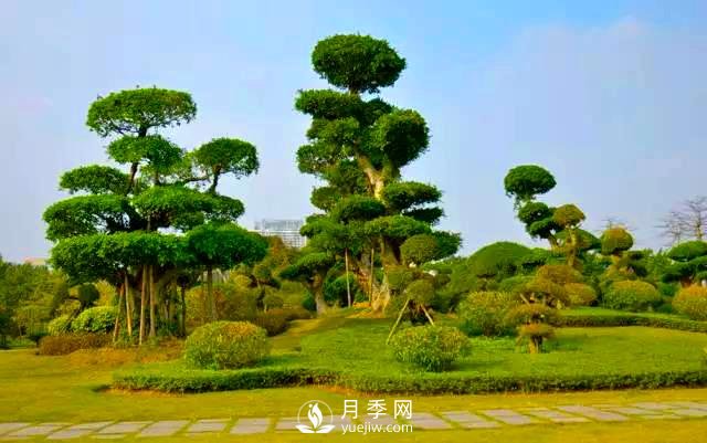 成都園林綠化中景觀樹選擇和知識(shí)(圖3)