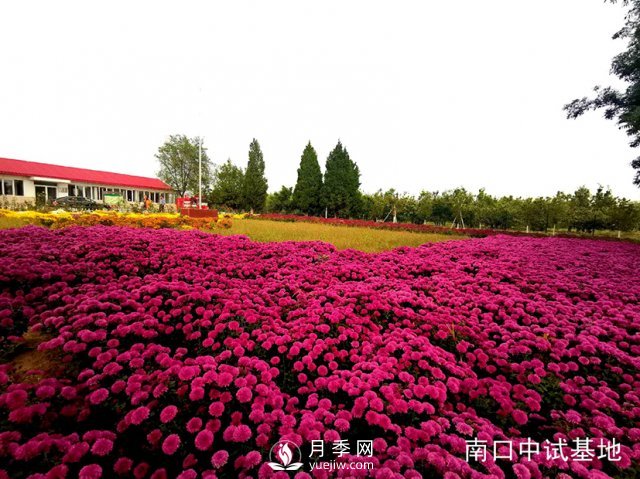 蔬菜花卉研究所喜添9個月季菊花新品種(圖2)