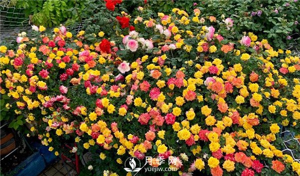 藤彩虹月季的優(yōu)缺點是什么？(圖2)